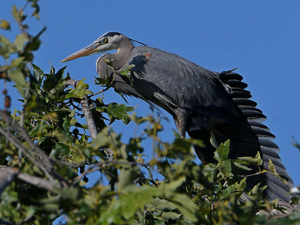 BlueHeron.jpg