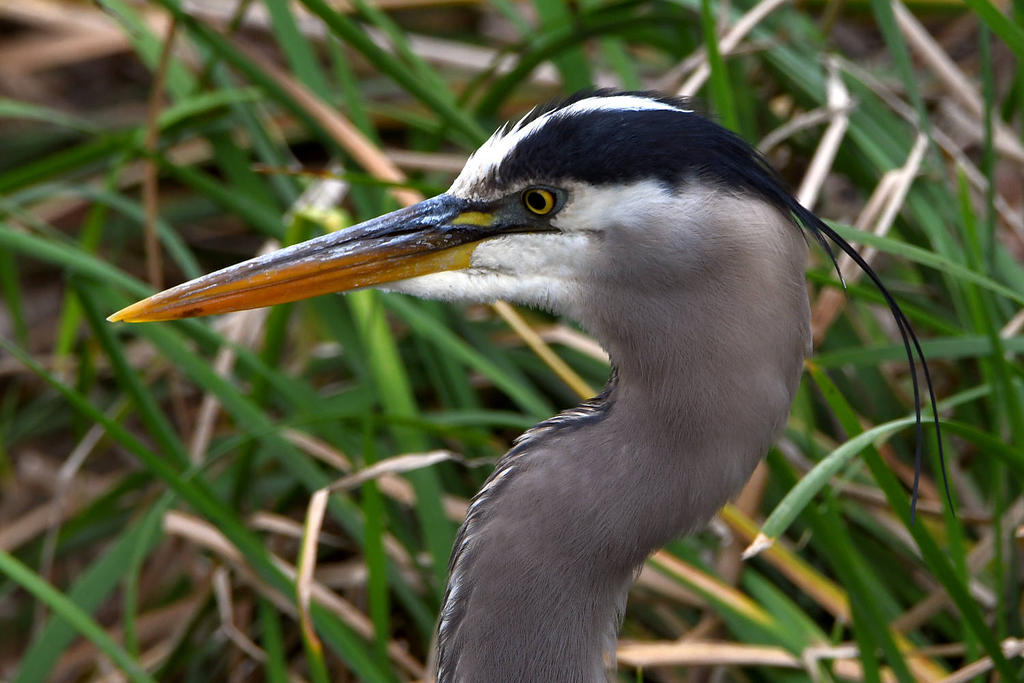 BlueHeron.jpg