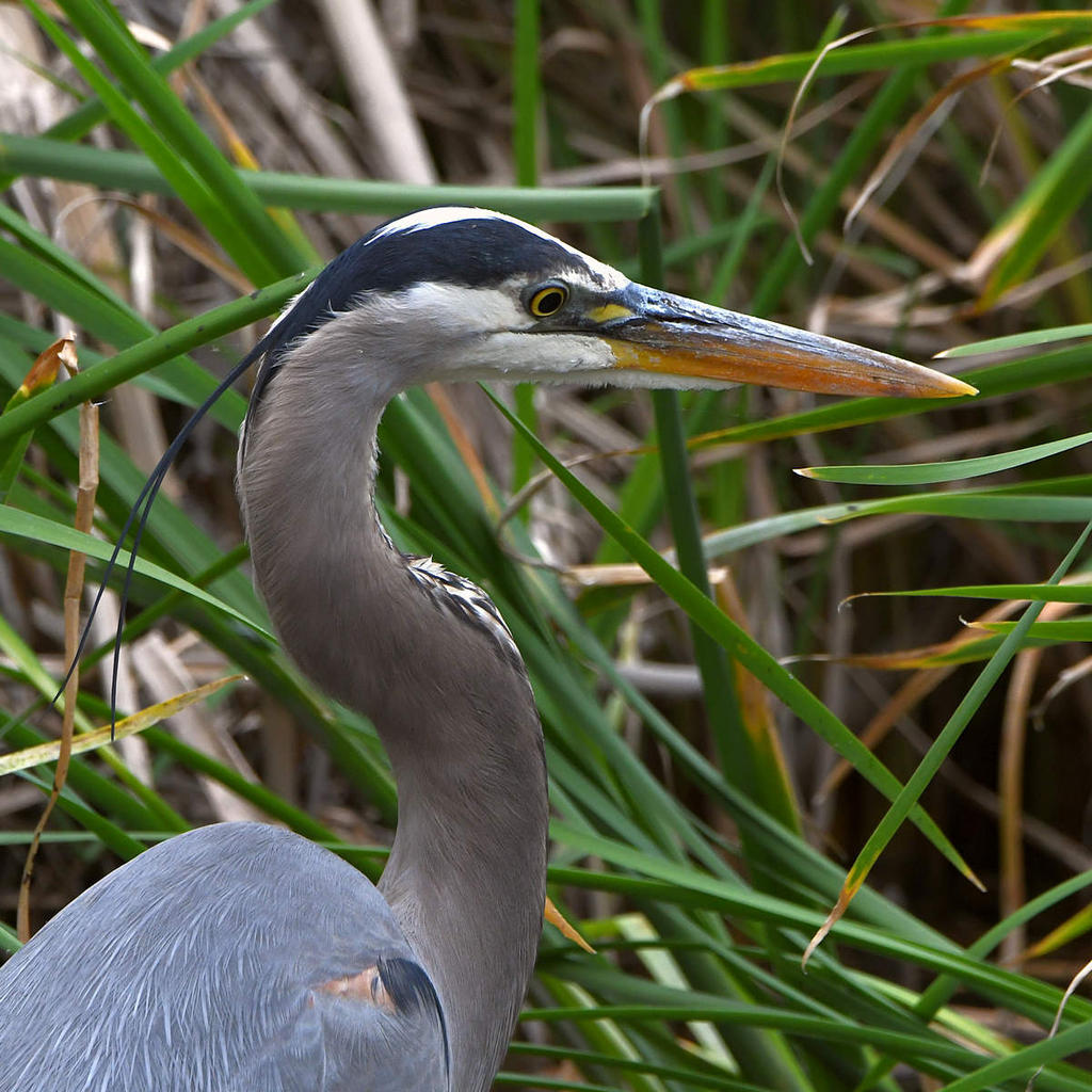 BlueHeron.jpg