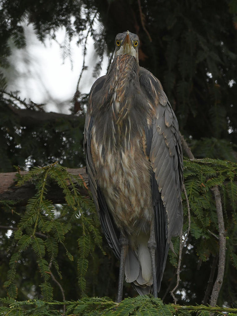 BlueHeron.jpg