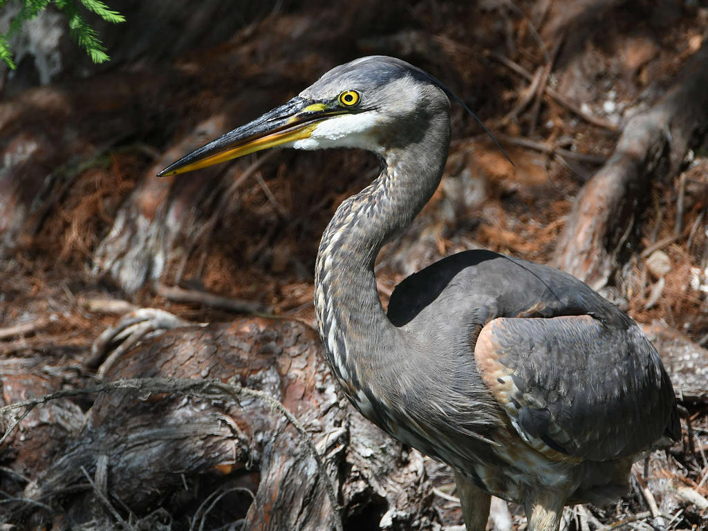 BlueHeron.jpg