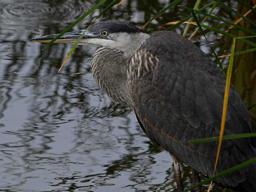 BlueHeron.jpg