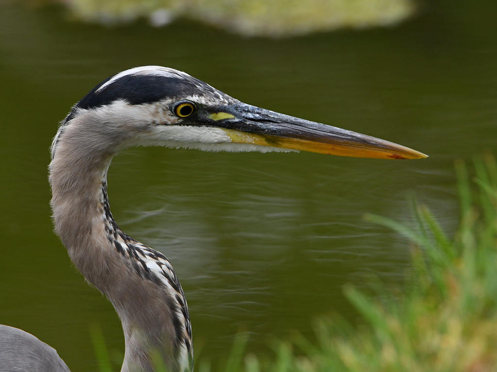 BlueHeron.jpg