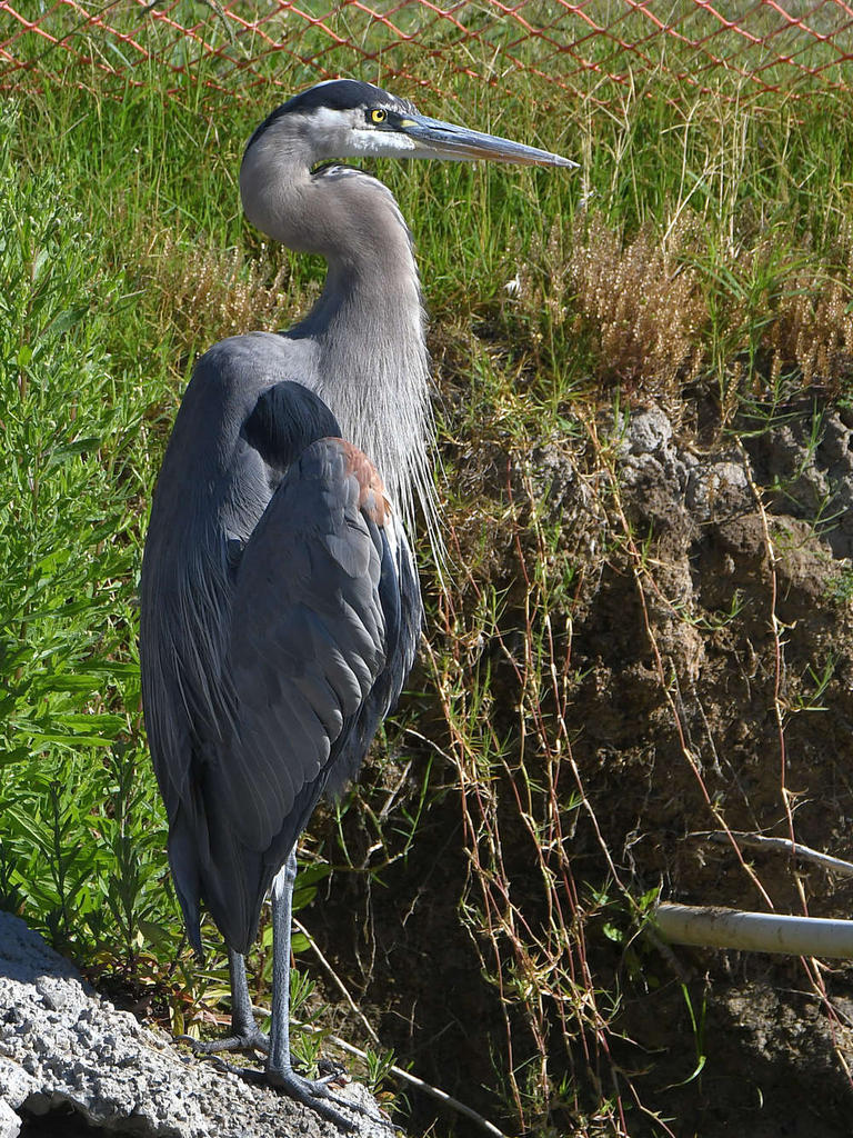 BlueHeron.jpg