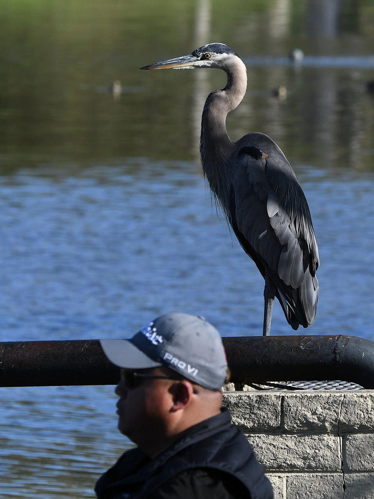 BlueHeron.jpg
