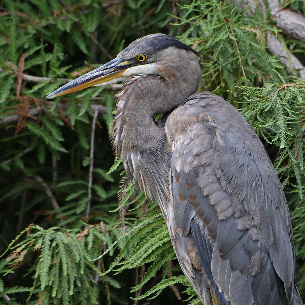 BlueHeron.jpg