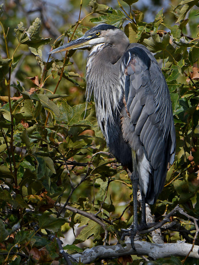 BlueHeron.jpg