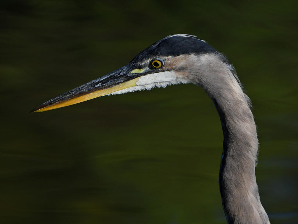 BlueHeron.jpg