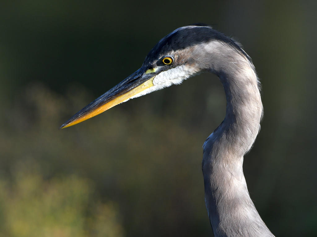 BlueHeron.jpg