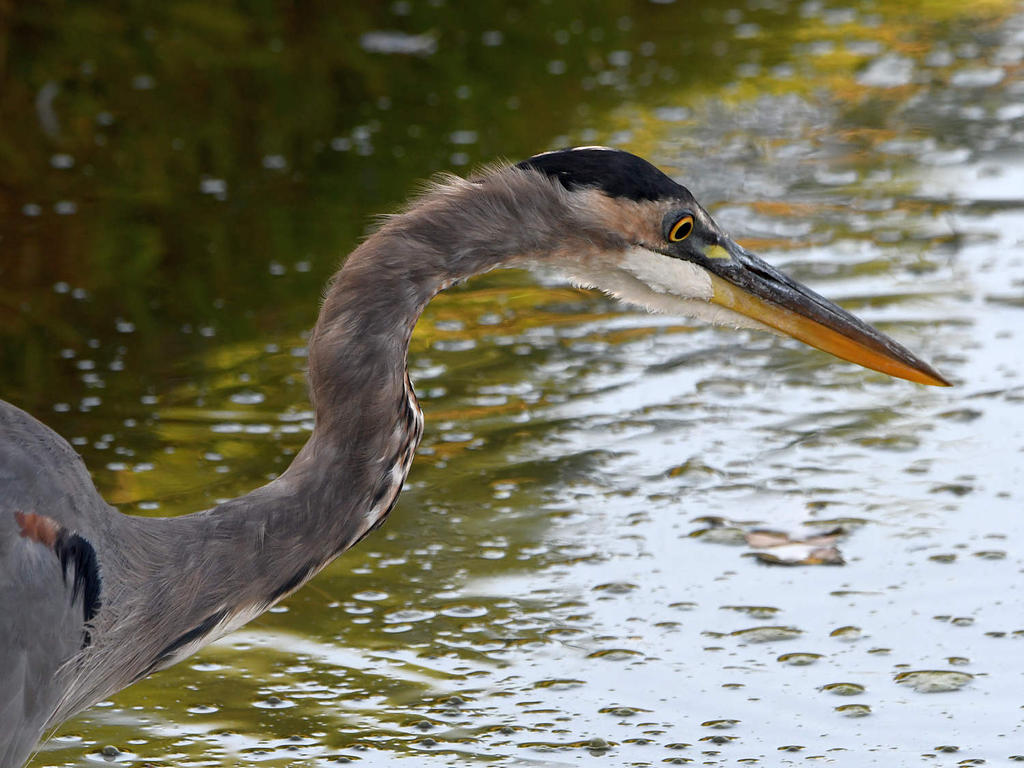 BlueHeron.jpg