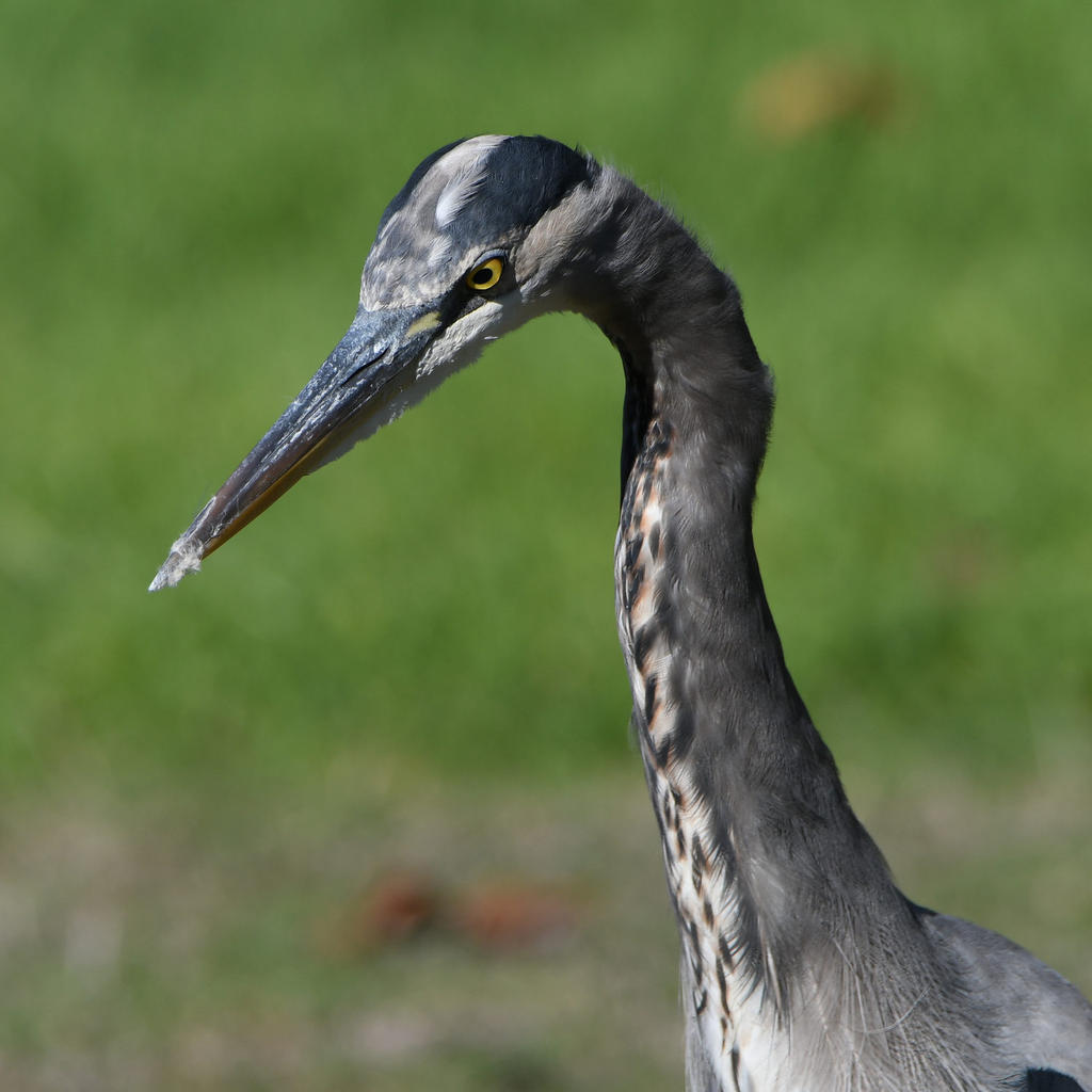 BlueHeron.jpg
