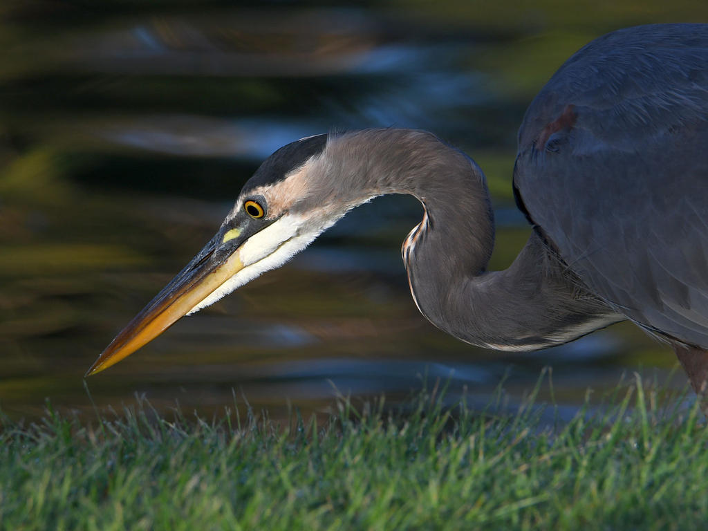 BlueHeron.jpg