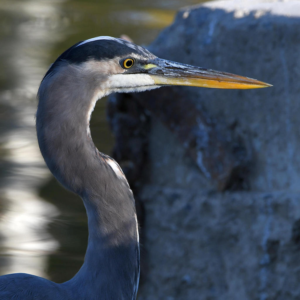 BlueHeron.jpg