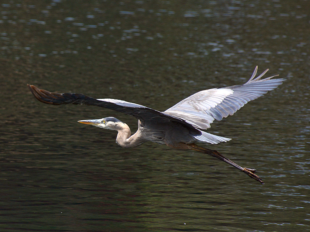 BlueHeron.jpg