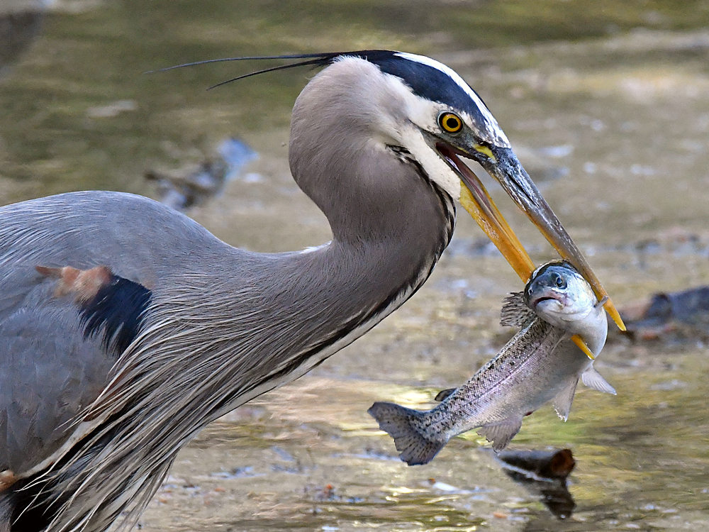BlueHeron10.jpg