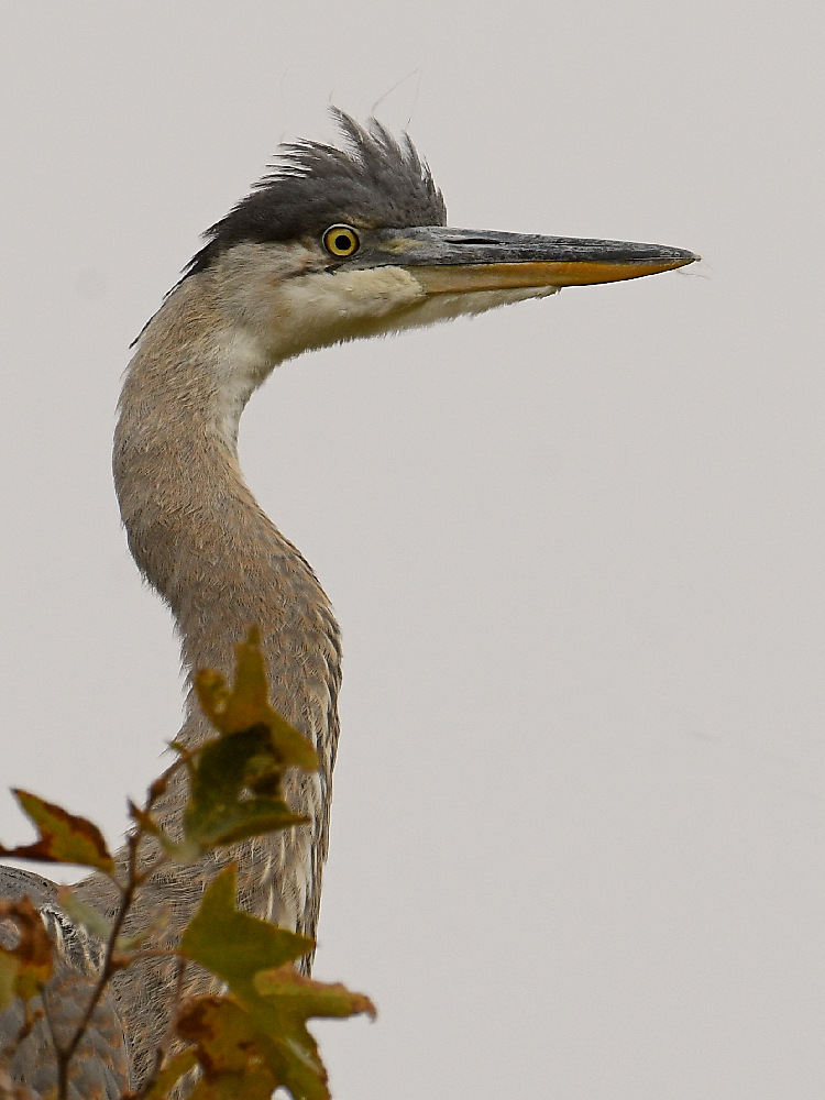 BlueHeron10.jpg