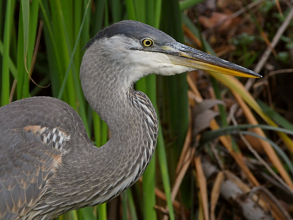 BlueHeron10.jpg