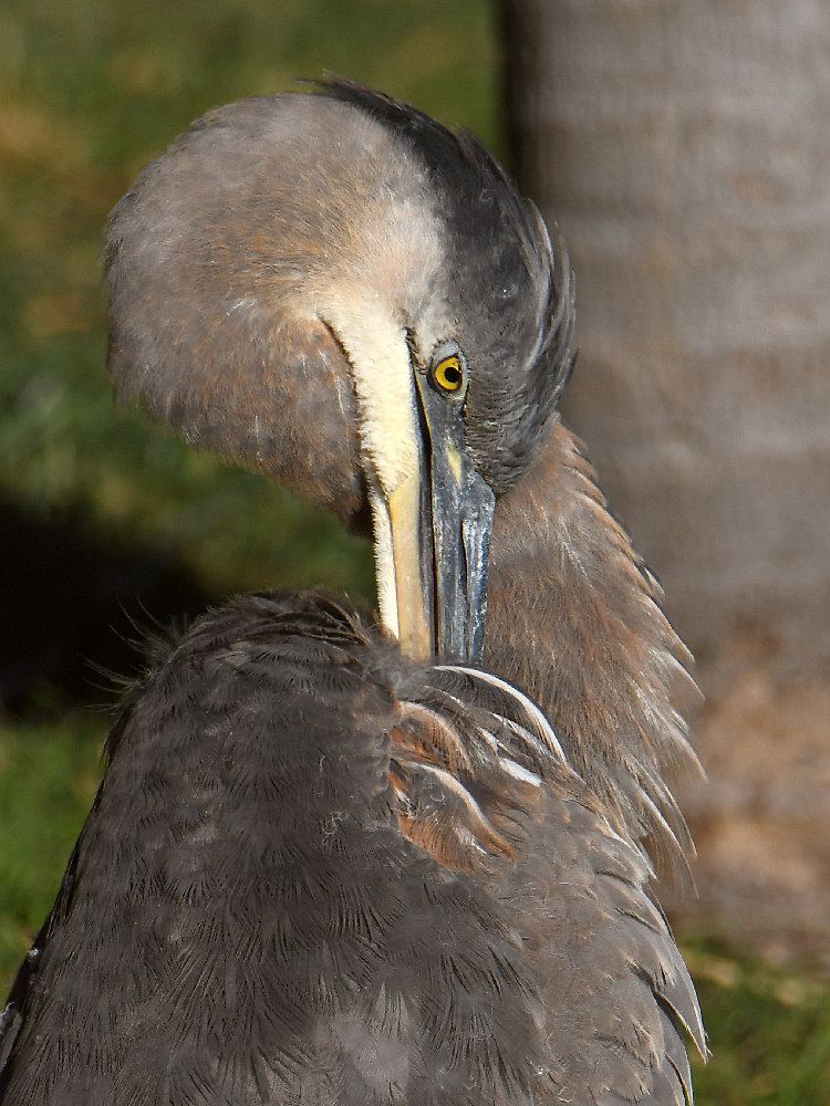 BlueHeron10.jpg