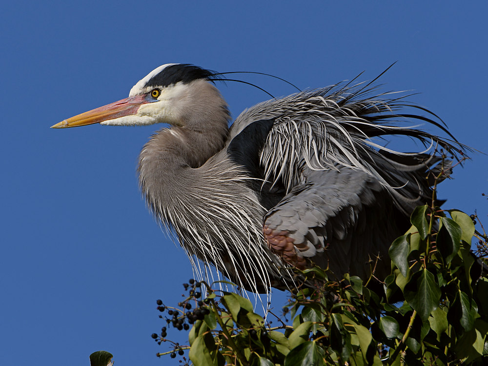 BlueHeron10.JPG