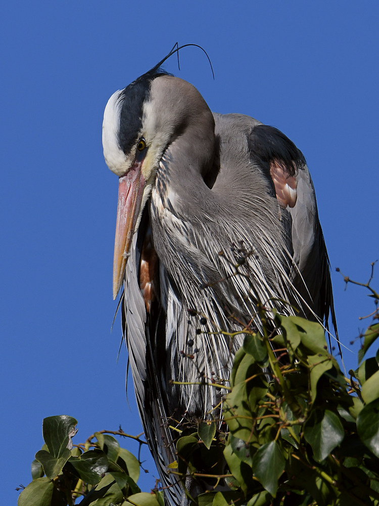 BlueHeron10.JPG