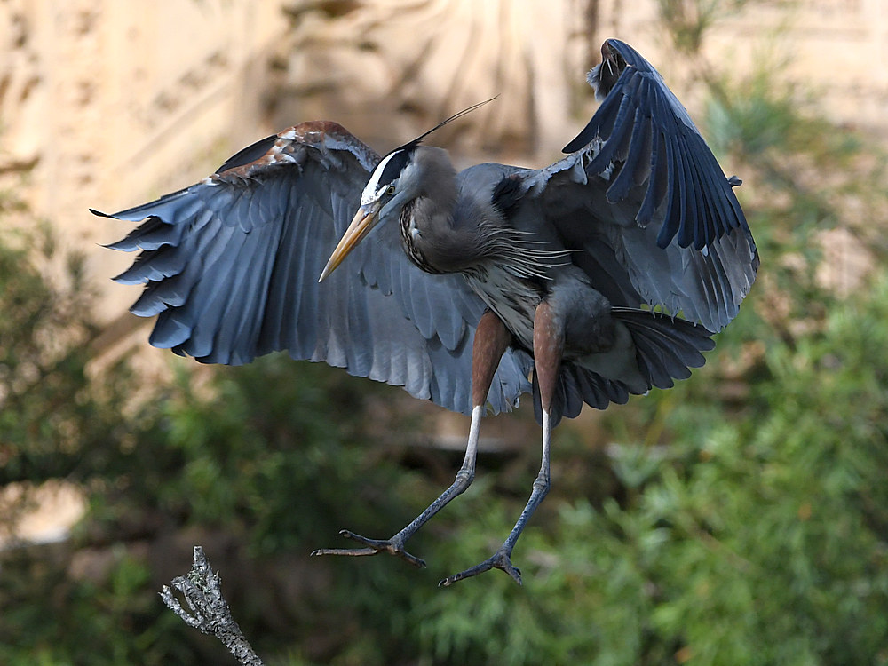 BlueHeron10.JPG