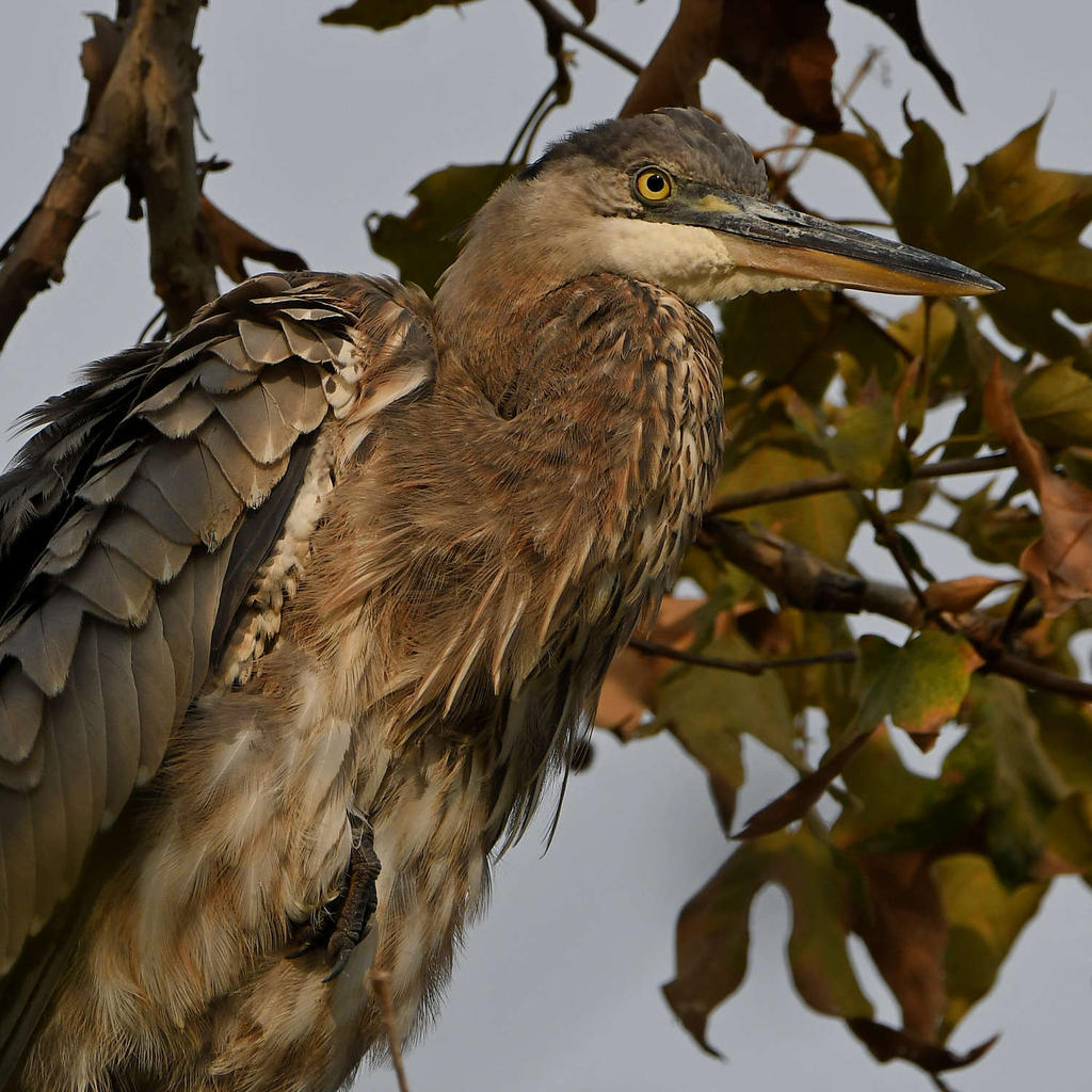 BlueHeron10.jpg