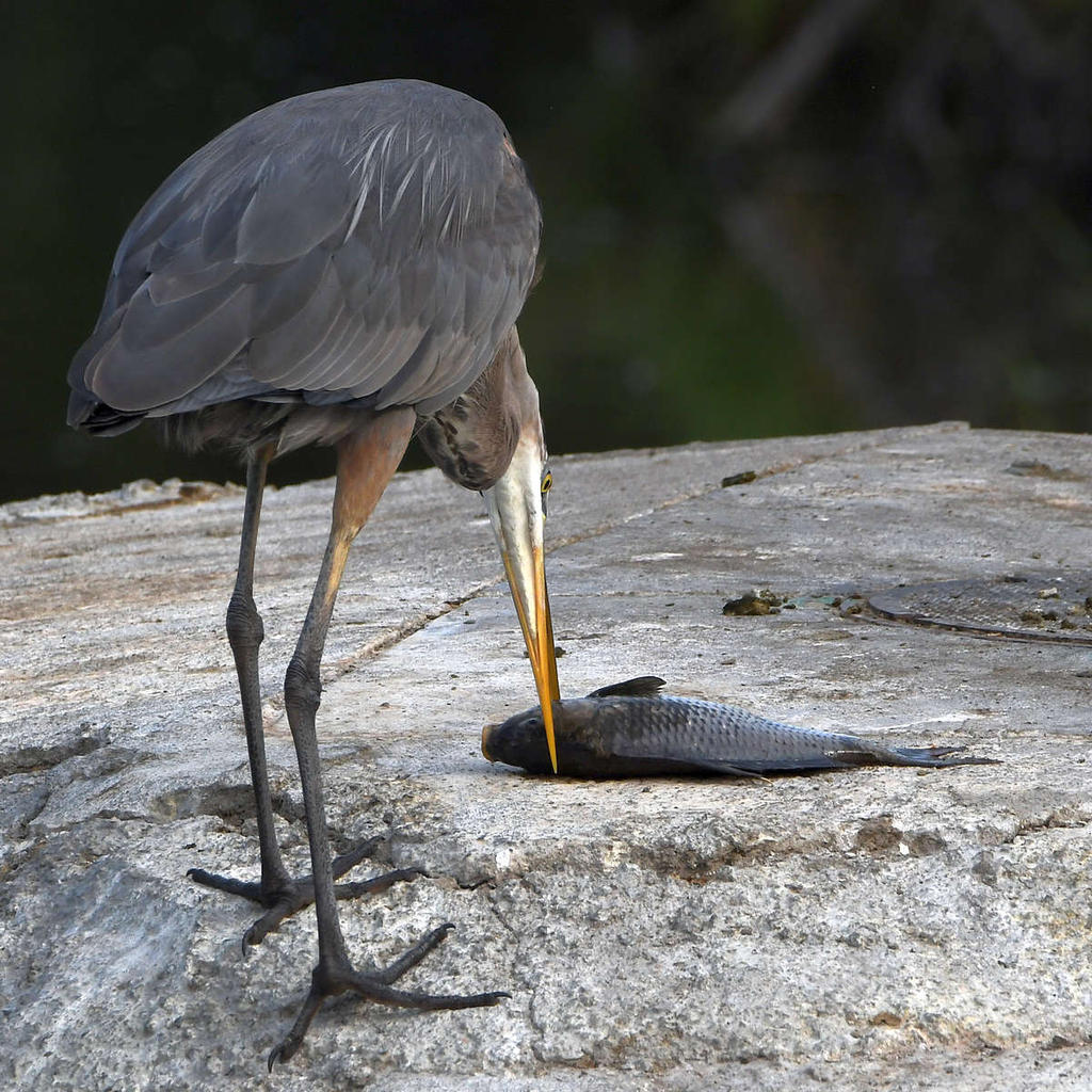 BlueHeron10.jpg