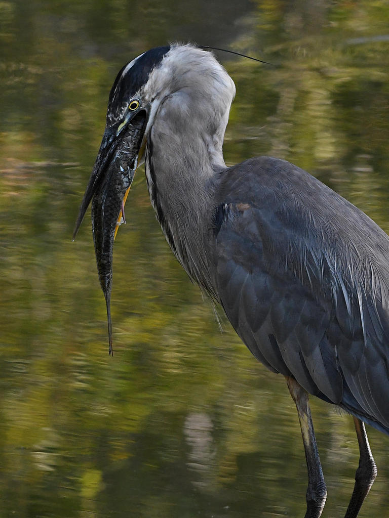 BlueHeron10.jpg