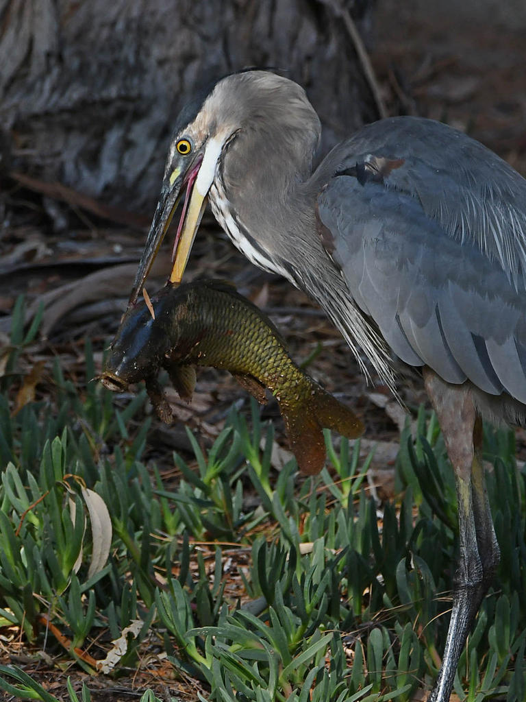 BlueHeron10.jpg