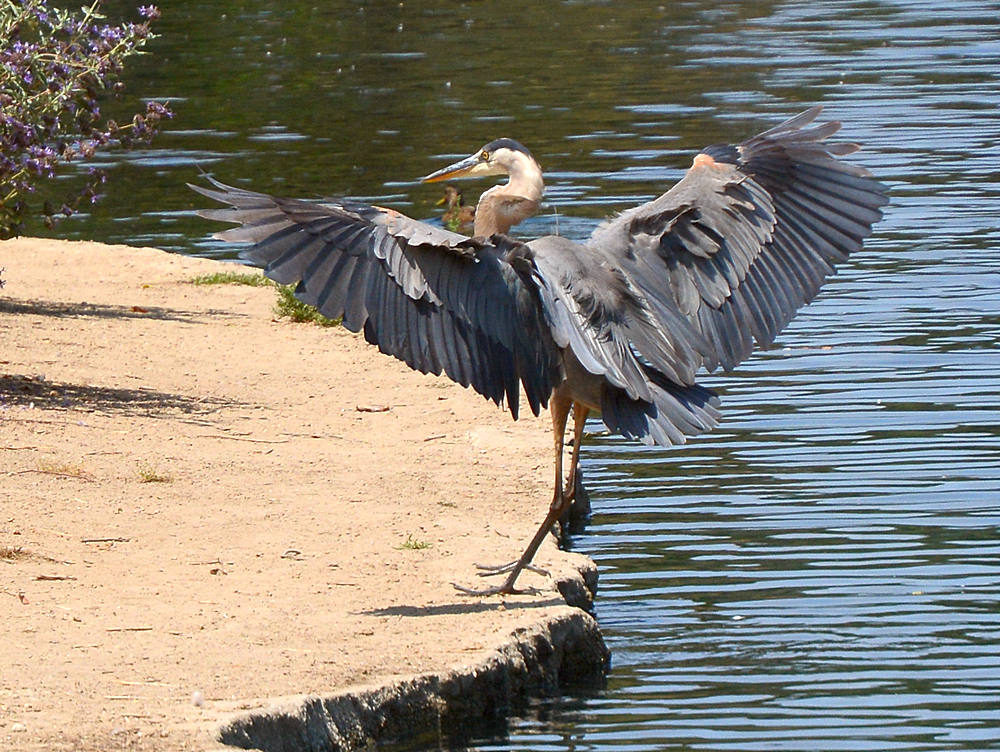 BlueHeron10.jpg