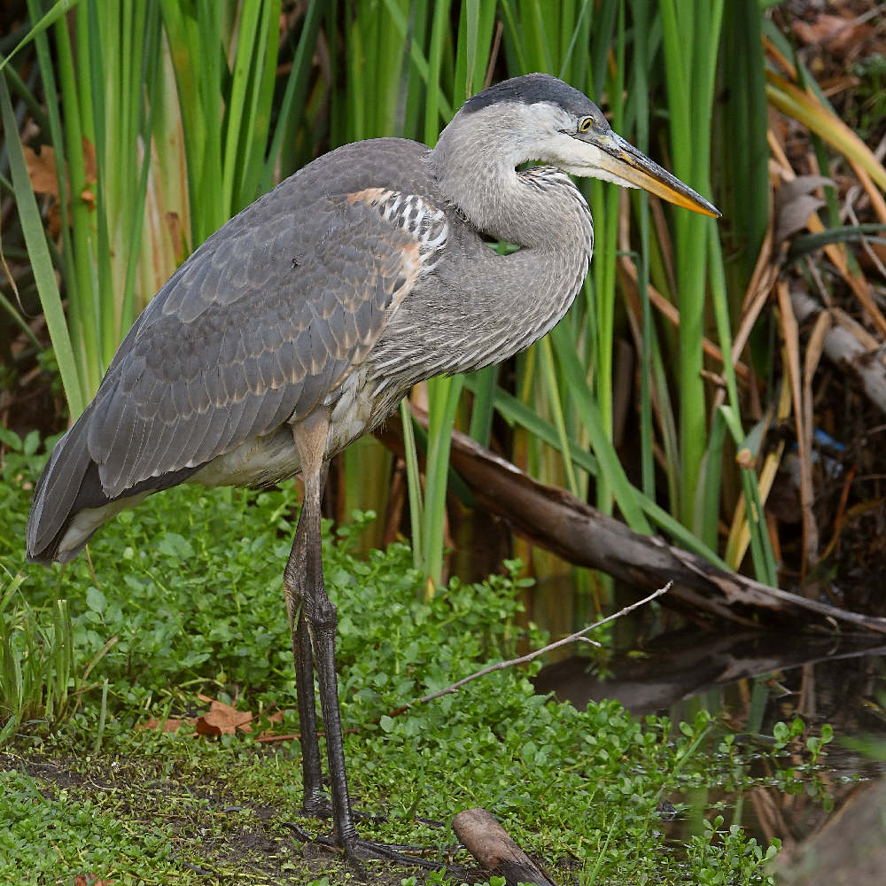 BlueHeron11.jpg