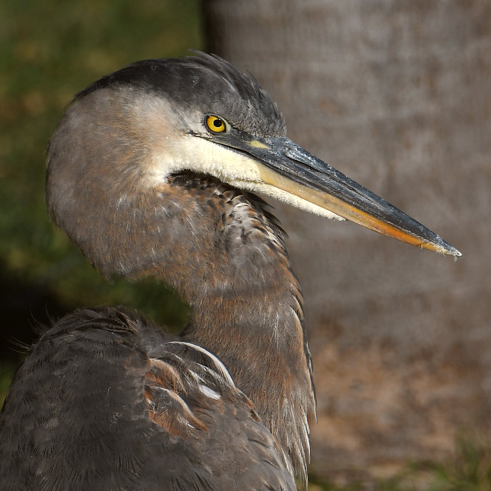 BlueHeron11.jpg