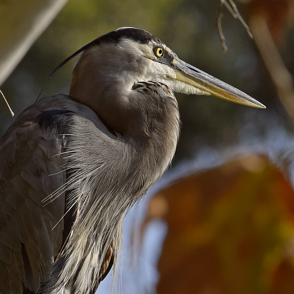 BlueHeron11.jpg