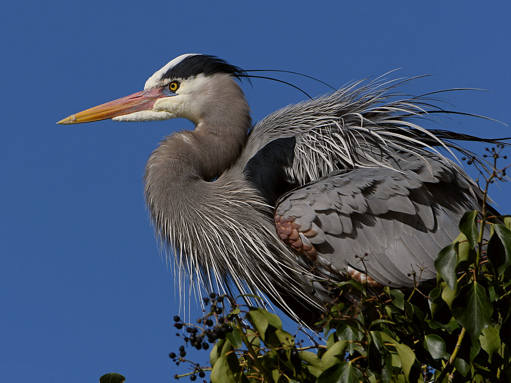 BlueHeron11.JPG