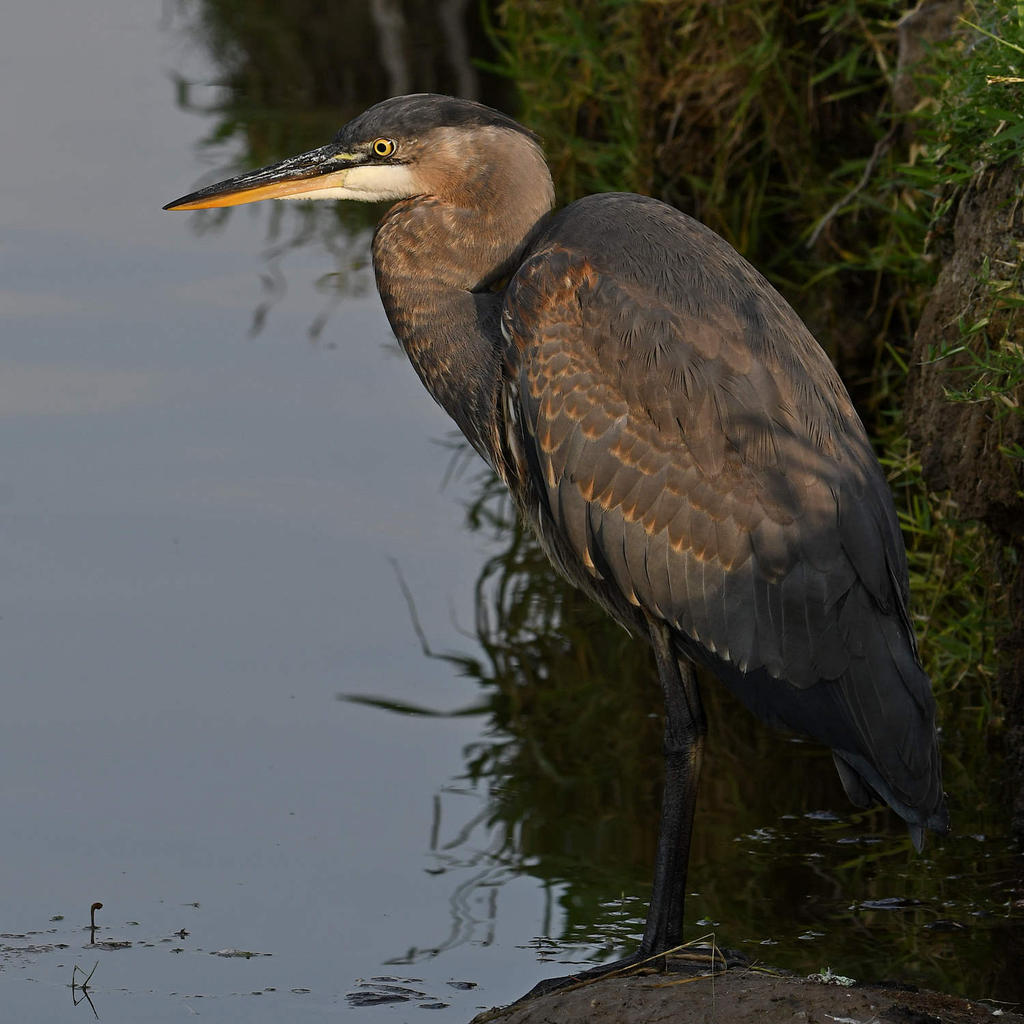 BlueHeron11.jpg