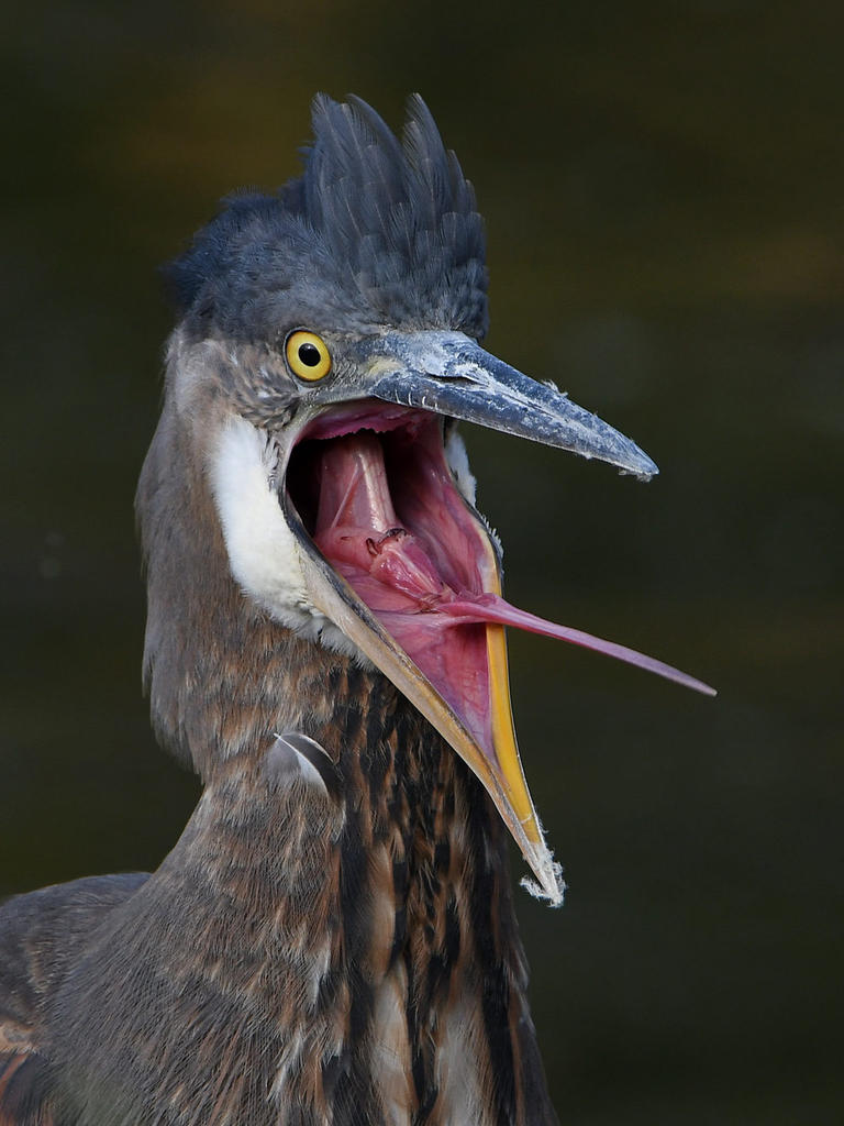 BlueHeron11.jpg