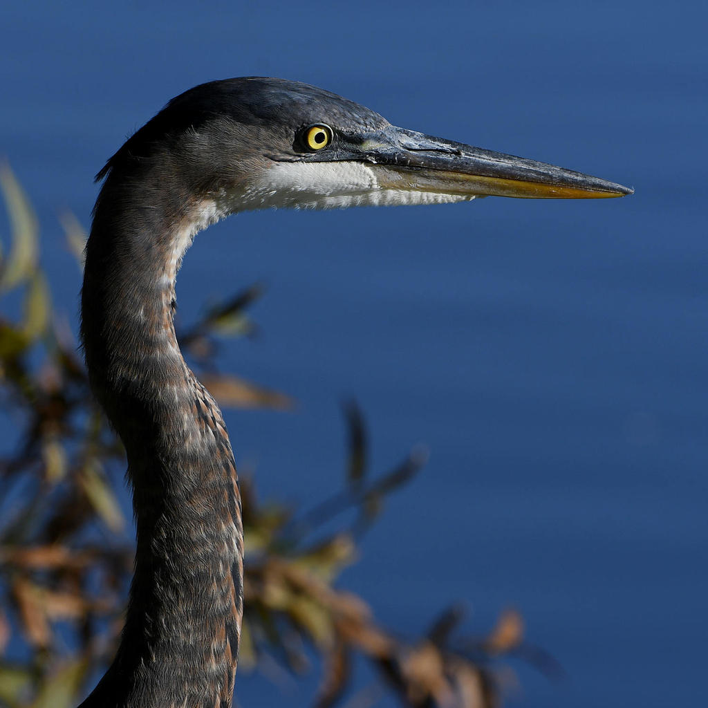 BlueHeron11.jpg
