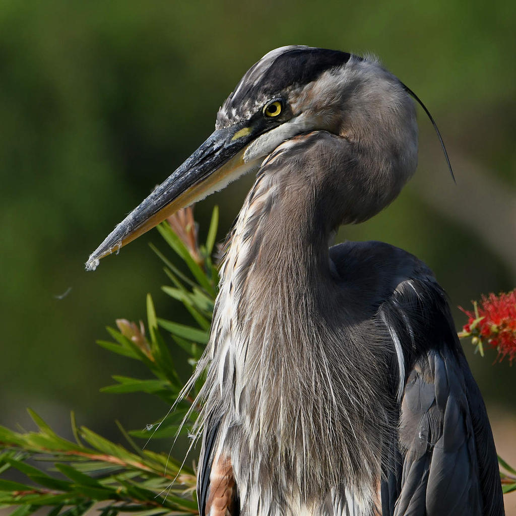 BlueHeron11.jpg