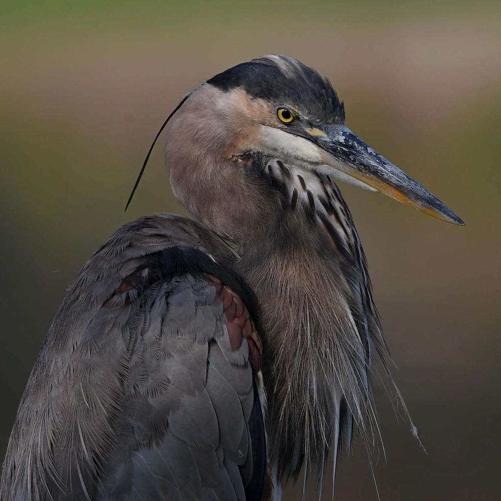 BlueHeron11.jpg