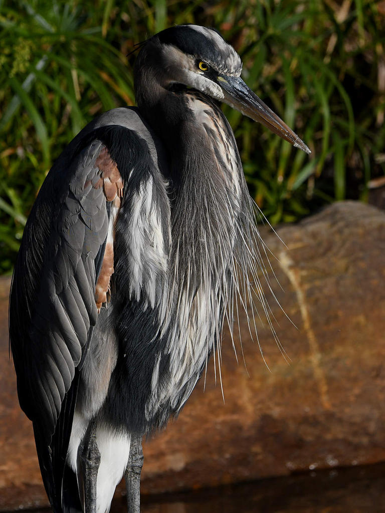 BlueHeron11.jpg