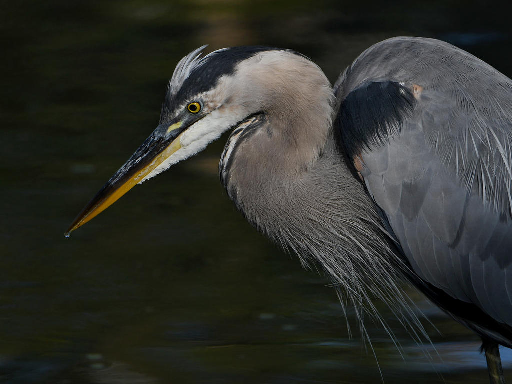 BlueHeron11.jpg