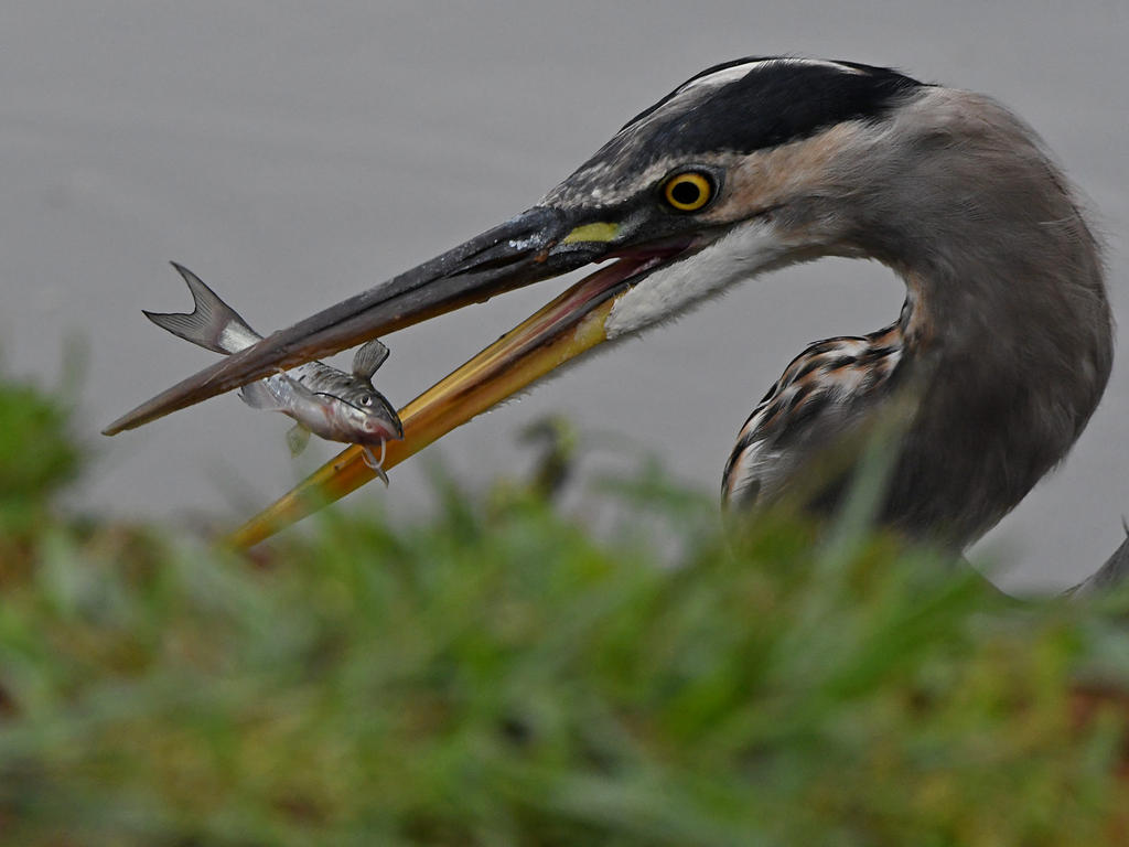 BlueHeron11.jpg