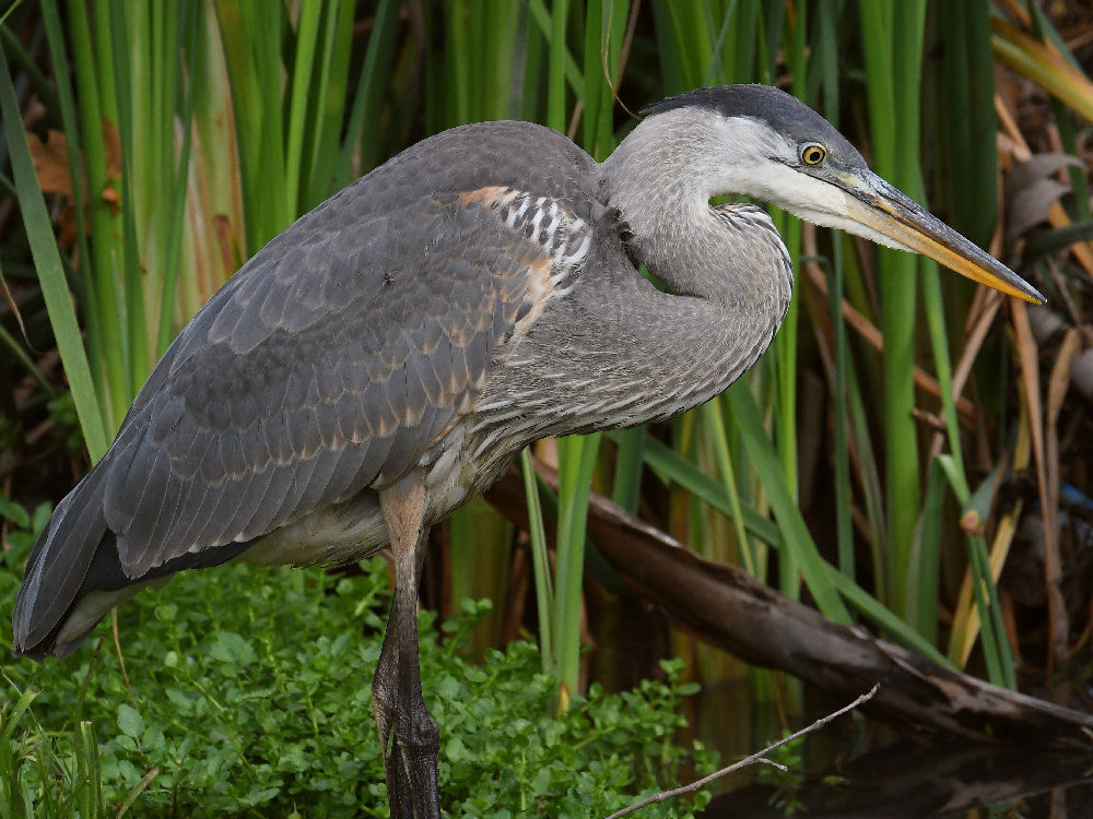 BlueHeron12.jpg