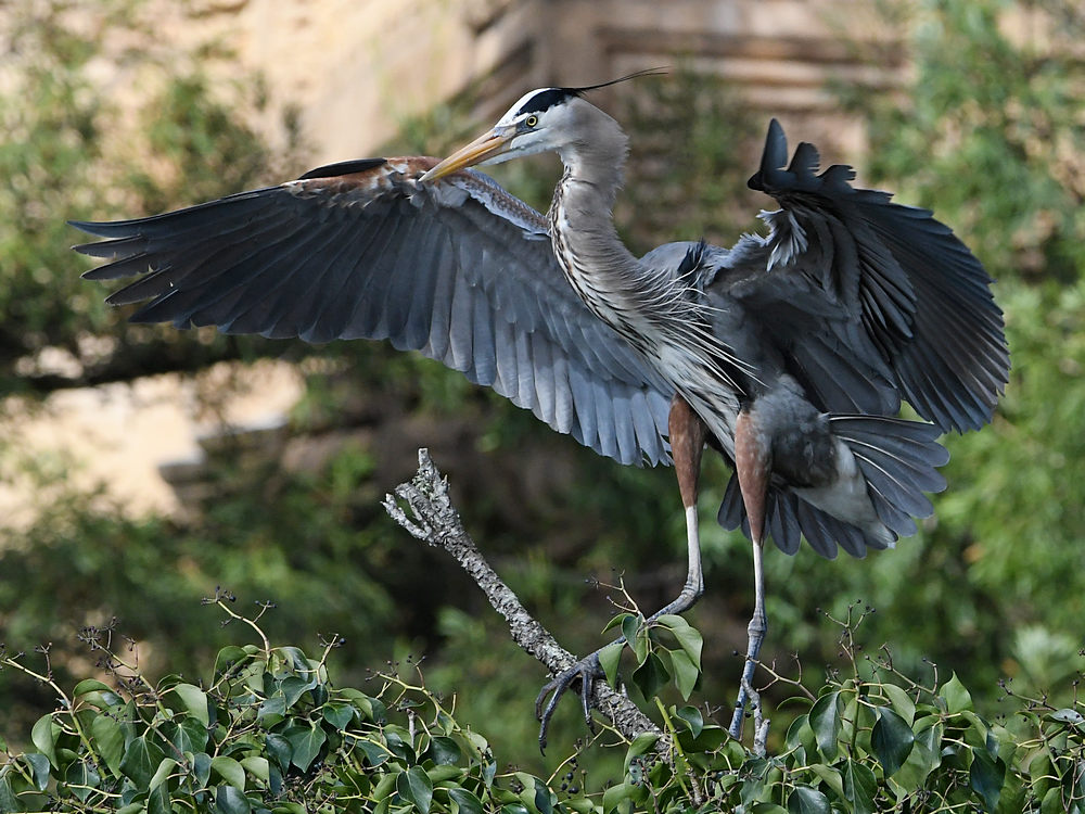 BlueHeron12.JPG