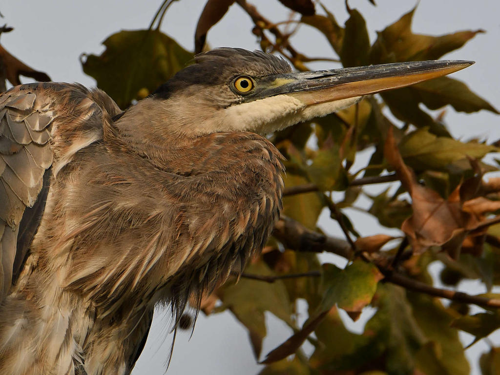 BlueHeron12.jpg