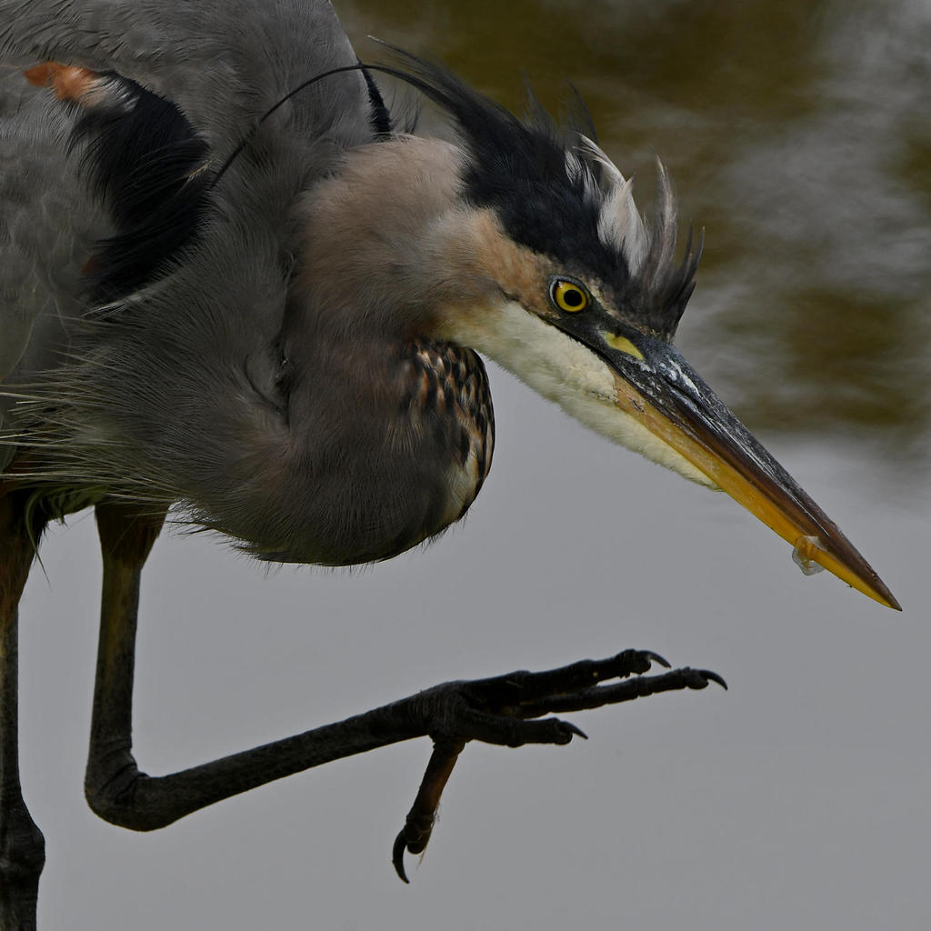 BlueHeron12.jpg