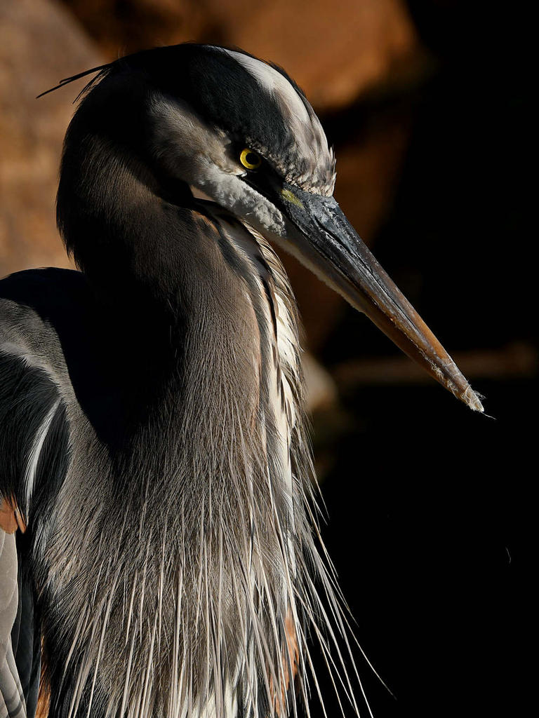 BlueHeron12.jpg