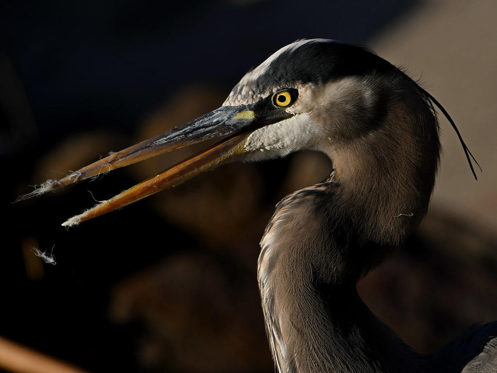 BlueHeron12.jpg