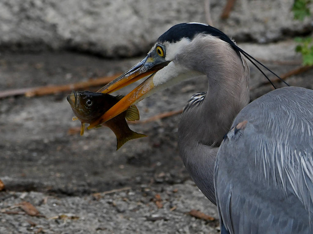 BlueHeron12.jpg