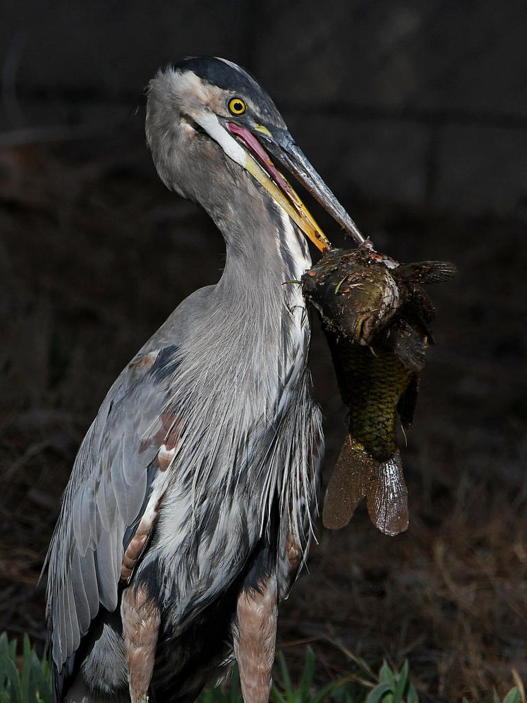 BlueHeron12.jpg